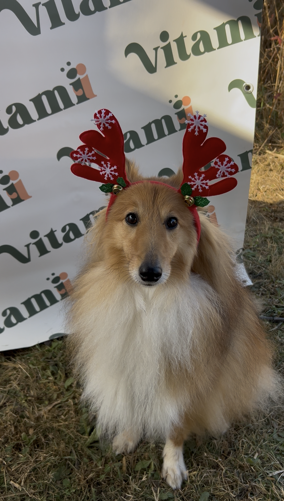 Marché de Noël Canin organisé par Une Belle Journée à Sainte-Marie-la-Mer