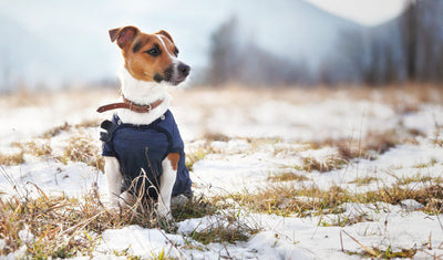 Prendre soin de son chien en hiver : conseils et solutions Vitamii