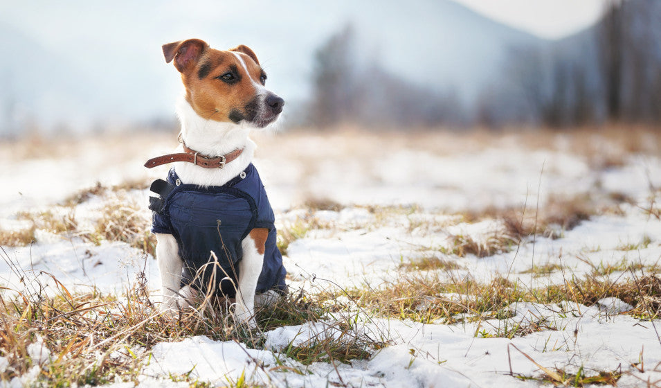 Prendre soin de son chien en hiver : conseils et solutions Vitamii