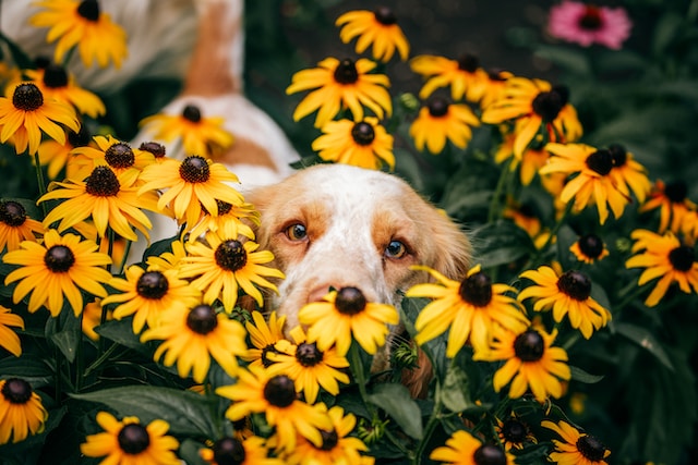 Le Printemps arrive : les dangers à surveiller pour votre chien