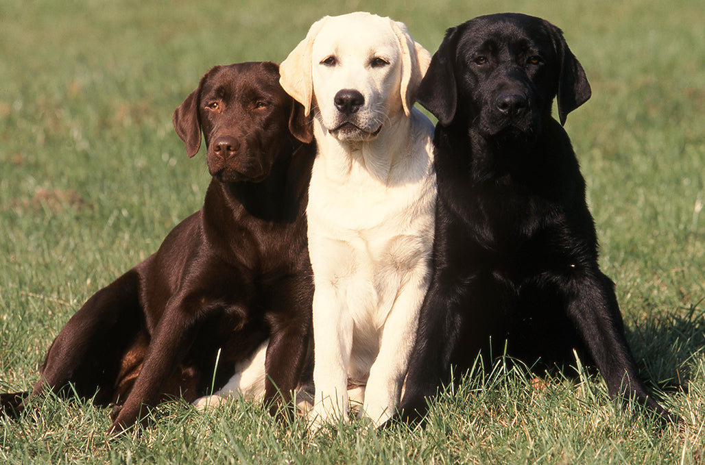 Les secrets bien gardés du Labrador Retriever : Votre guide ultime